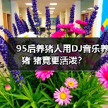 95后养猪人用DJ音乐养猪 猪竟更活泼？